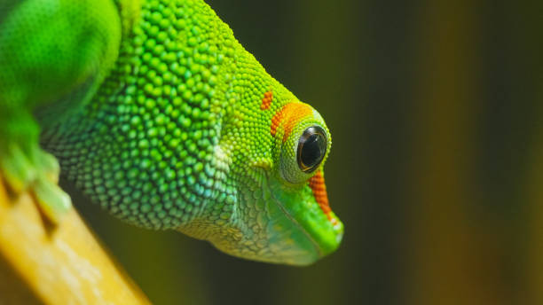 istock close up of a madagascar giant day gecko 1131238276