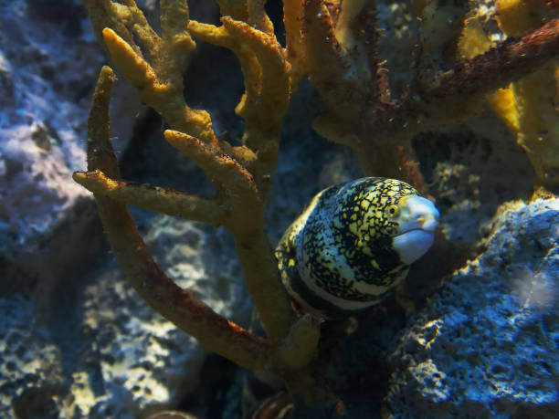 крупным планом снежинки мурен угря в большом аквариуме - snowflake moray eel стоковые фото и изображения