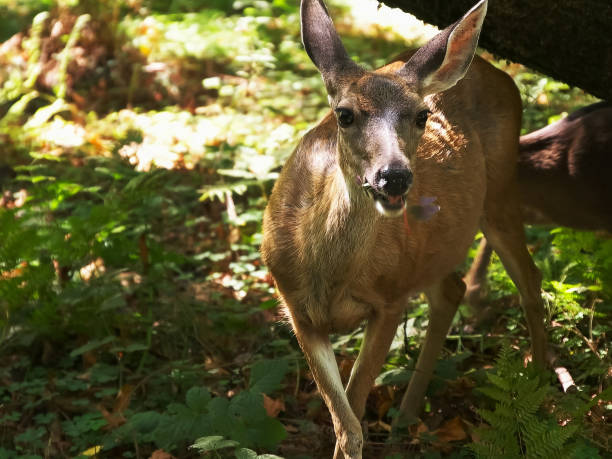 istock a doe and fawn feed among redwood trees at muir woods 1131238310