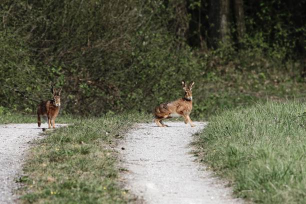 istock European hares (Lepus europaeus) on a field way 1131238720