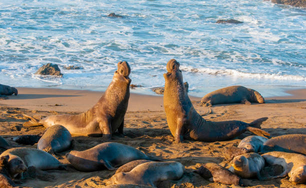 istock Elephant Seal Bull Fight 1131238729