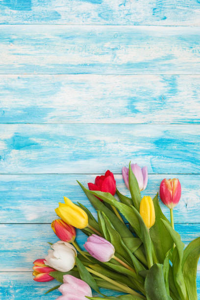 istock Beautiful Colorful Tulips 1131238734