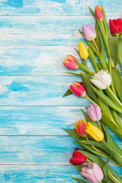 istock Beautiful Colorful Tulips 1131238736
