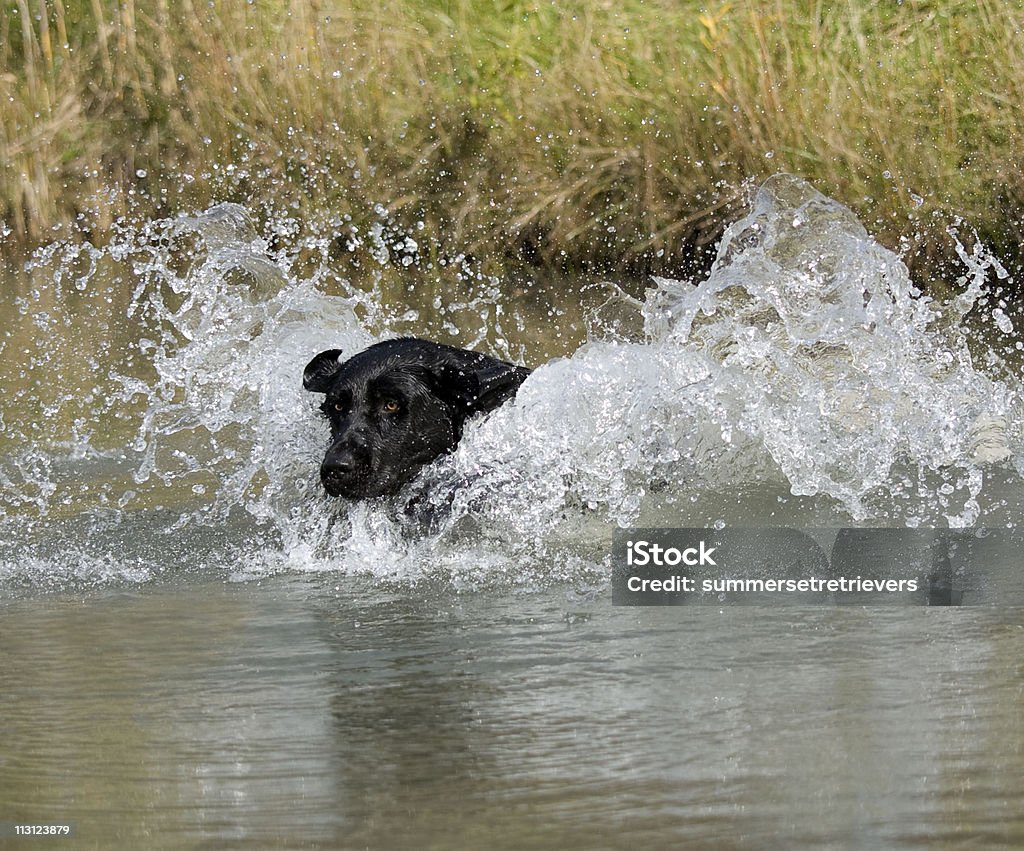 Récupérer l'eau - Photo de Aller chercher libre de droits