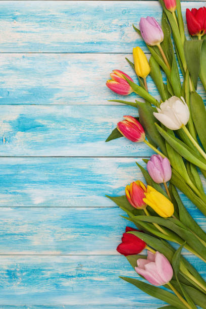 istock Beautiful Colorful Tulips 1131239864
