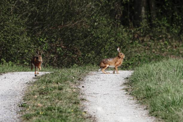 istock European hares (Lepus europaeus) on a field way 1131240540