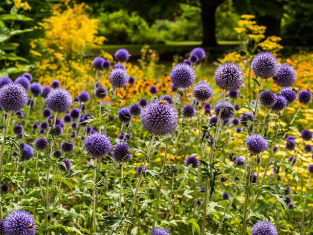 A patch of purple globe thistles (echinops) in a park, surrounded by plants and greenery