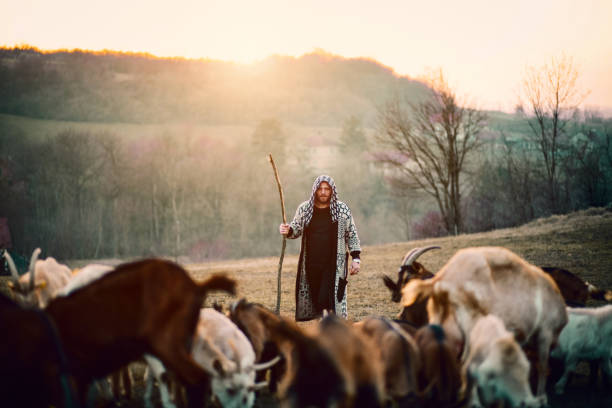jeune berger avec le troupeau de chèvres - gardien de moutons photos et images de collection