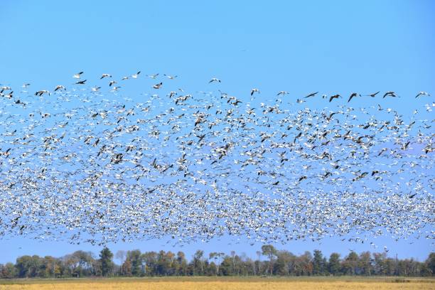 istock Flock of Snow Geese 1131243162