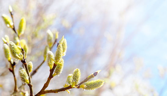 Día soleado de primavera. Sauce floreciente, flores Salix sobre fondo celeste, vista panorámica. Pascua photo