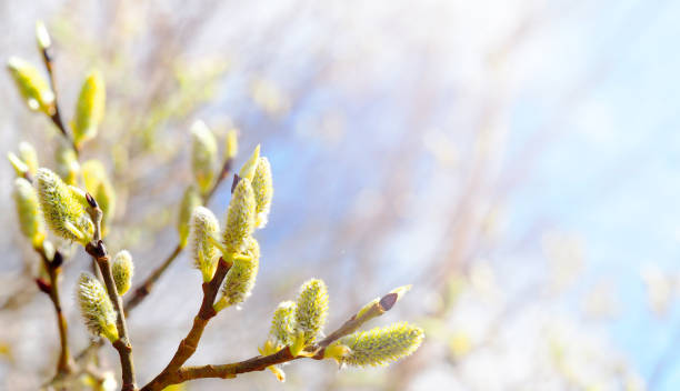 Photo of Spring sunny day. Blooming willow, salix flowers on azure sky background, panoramic view. Easter