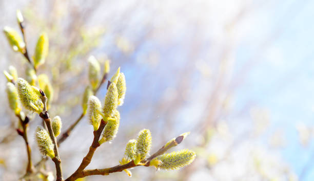 dia ensolarado da mola. salgueiro de florescência, flores do salix no fundo do céu do azure, vista panorâmico. páscoa - bud - fotografias e filmes do acervo