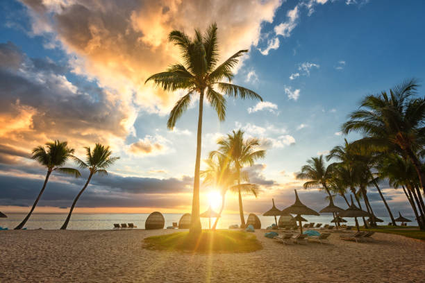 Some palm trees in front of a beautiful sundown on Mauritius stock photo