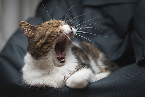 tabby british shorthair cat yawning on a bean bag