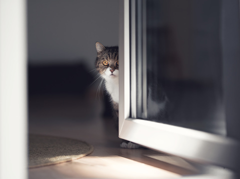 tabby british shorthair cat hiding behind door