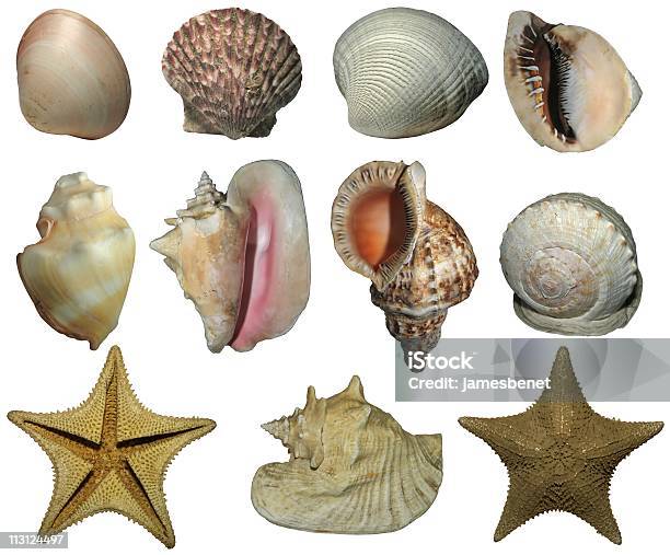 Estreladomar E Do Mar Shell Elementos Xxl Isolado - Fotografias de stock e mais imagens de Amêijoa - Animal