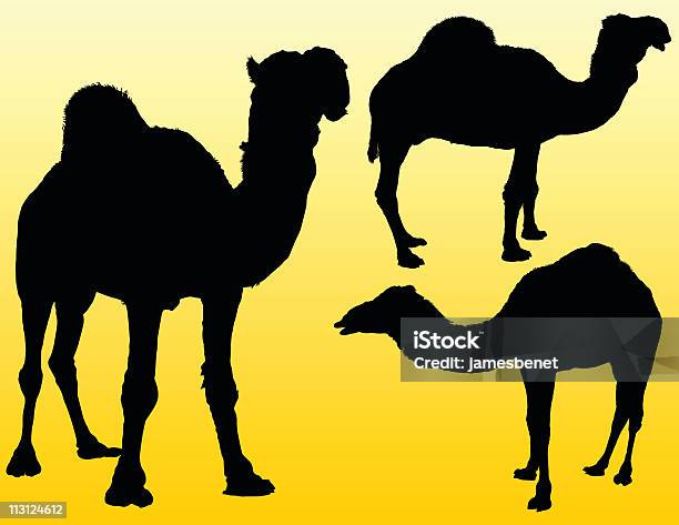 Três Camels Vector - Arte vetorial de stock e mais imagens de Animal - Animal, Camelo, Camelo bactriano