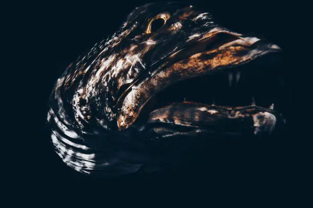 Portrait of a cubera snapper at  the deep waters of Playa del Carmen,Mexico