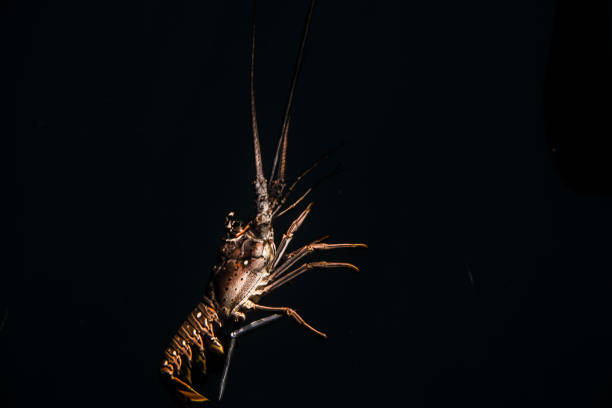 Lobster on White Background