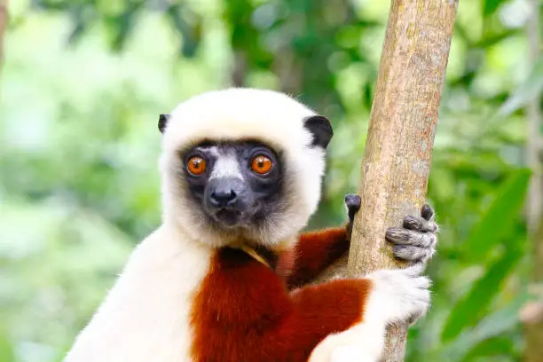 Coquerel's Sifaka Lemur in the Anjajavy Forest of Madagascar