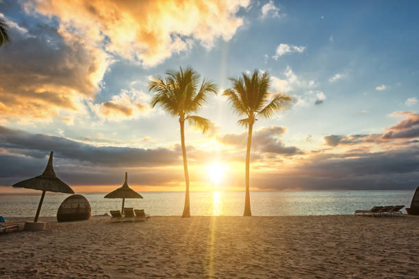 istock Two detached palms on a dream beach on mauritius at a breathtaking sunset 1131247591