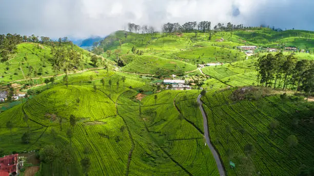 Photo of Aerial. Famous green tea plantation landscape view from Lipton's Seat, Haputale, Sri Lanka.