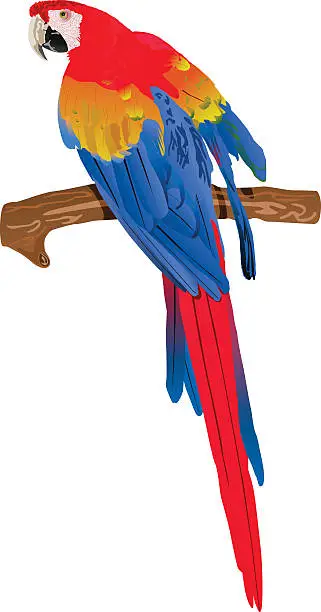 Vector illustration of Red Macaw (Vector)