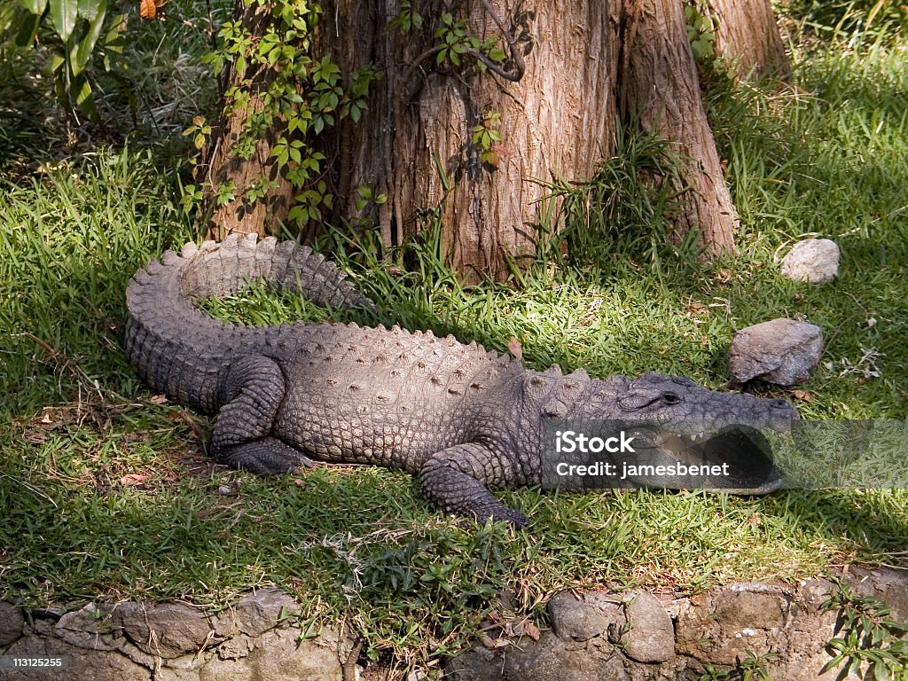 Crocodile sur terre - Photo de Crocodile marin d'Australie libre de droits