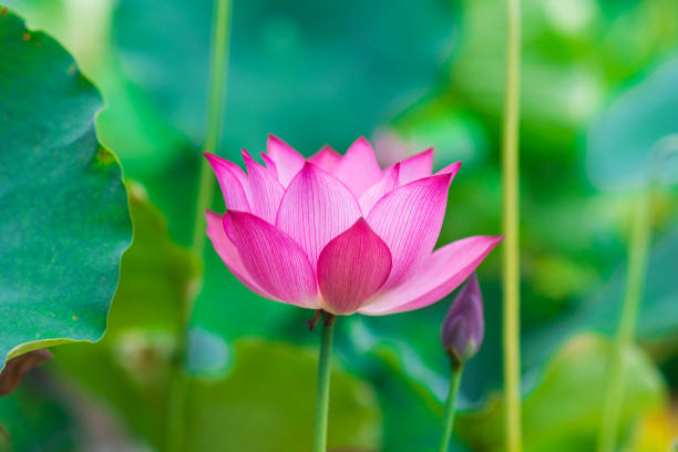 istock Flowers and lotus 1131252702