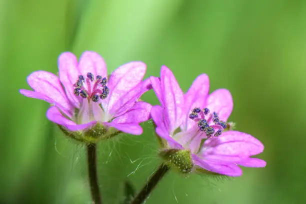 Macro photography - very small pink flower on a green background - Geranium pusillum ( small-flowered crane's-bill )