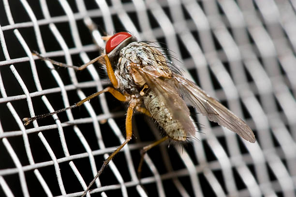 zanzara macro rete con fly - mosquito netting housefly dung fly fly foto e immagini stock