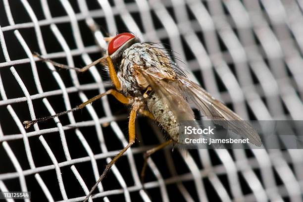 Foto de Rede De Mosquito Com Fly Macro e mais fotos de stock de Anti-higiênico - Anti-higiênico, Doença, Fotografia - Imagem