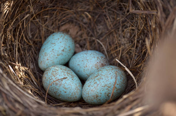 istock The nest of Eurasian blackbird (Turdus merula) 1131258563