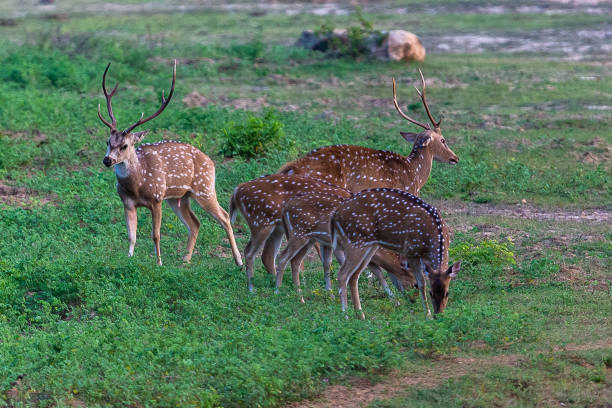 istock Spotted deer. Yala National Park. Sri Lanka. 1131258747