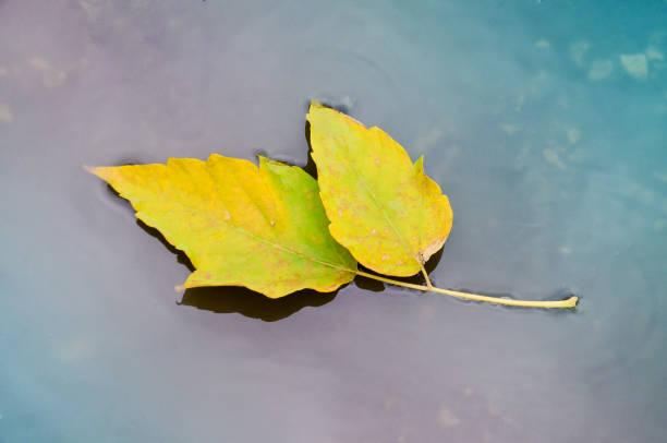 istock autumn leaves in water 1131260440