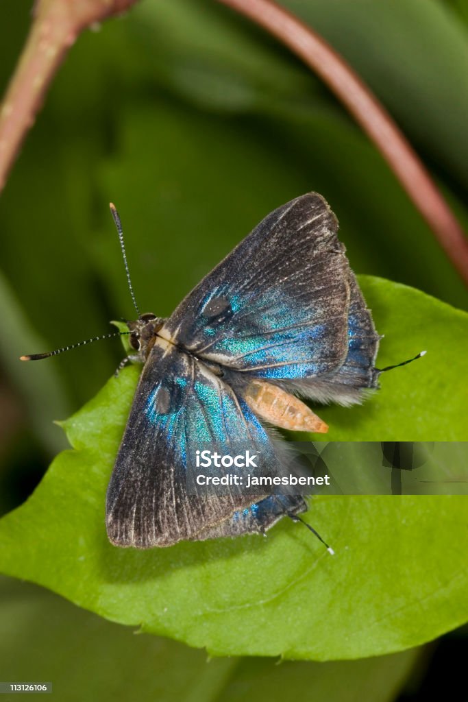 Petite Blue Butterfly Macro  Animal Antenna Stock Photo