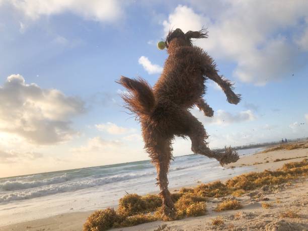 istock Happy Dog at the Beach 1131261992