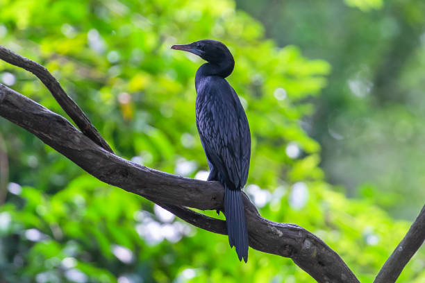 Indian cormorant. Yala National Park. Sri Lanka.. Indian cormorant. Yala National Park. Sri Lanka.. cormorant stock pictures, royalty-free photos & images