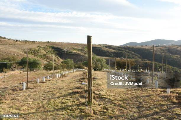 Vineyard Landscape Stock Photo - Download Image Now - Guanajuato, Vineyard, Blue