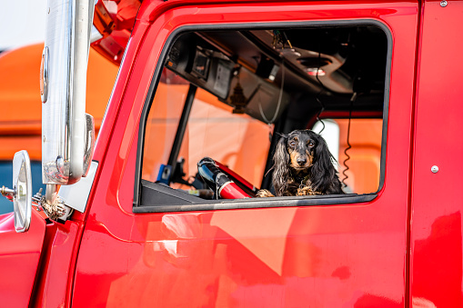 In the window of a professional semi truck a handsome venerable martial spotted Cocker Spaniel dog peeks out - a real helper, friend and protector on the road during the voyages