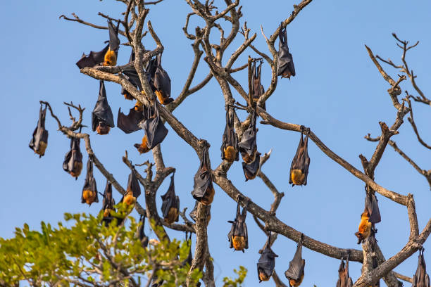 istock Fruit bat trees (Flying fox). Tissamaharama, Sri Lanka. 1131271343