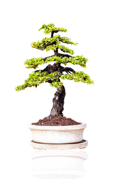 istock Bonsai in the question that is separated from the white background 1131271393