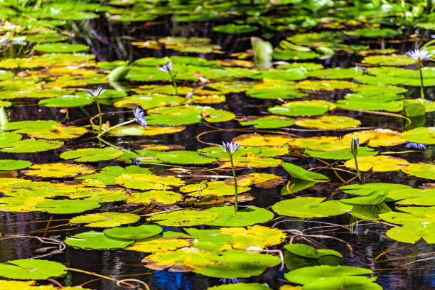 istock Beautiful water lilies in a pond 1131272406