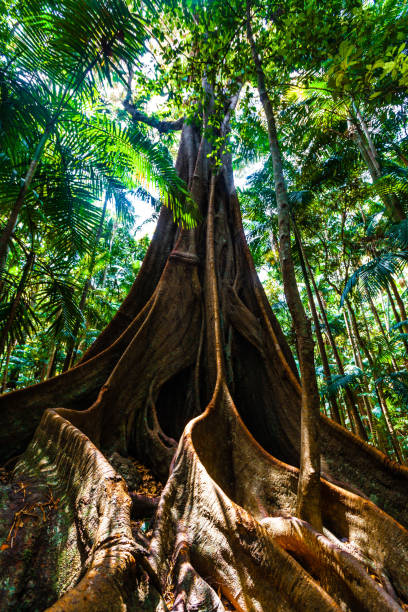 Sun shining through canopy onto giant fig tree roots in Queensland, Australia