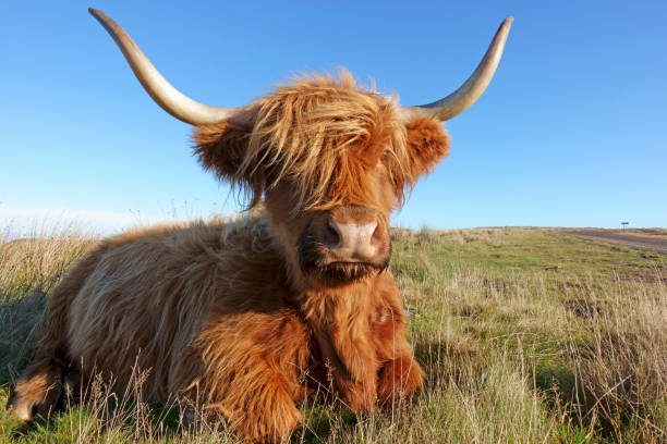 istock Highland cattle chewing cud near Thurso 1131273513