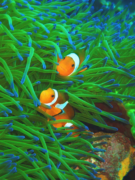 istock The beautiful underwater world diving in Sabah, Borneo. 1131273555