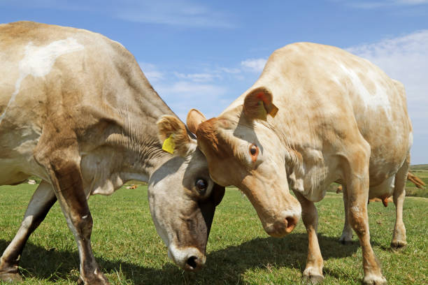 istock Jersey cows spar together in field 1131273939