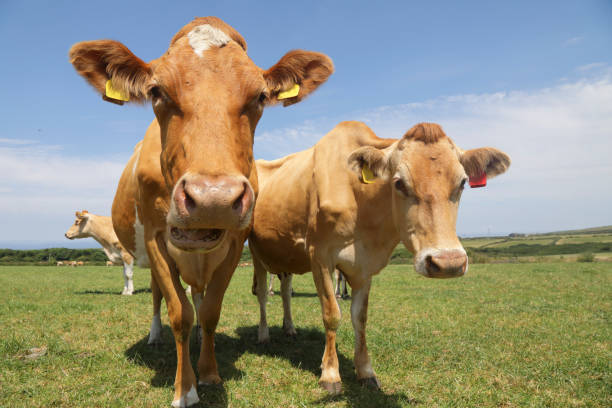 フィールド内のガーンジー牛 - guernsey cattle ストックフォトと画像