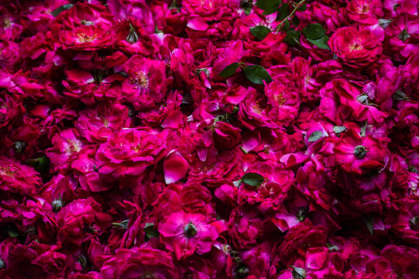 istock Fair of Roses 1131274654