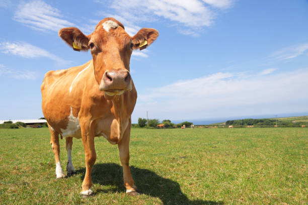 フィールド内のガーンジー牛 - guernsey cattle ストックフォトと画像